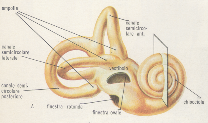 Labirinto osseo